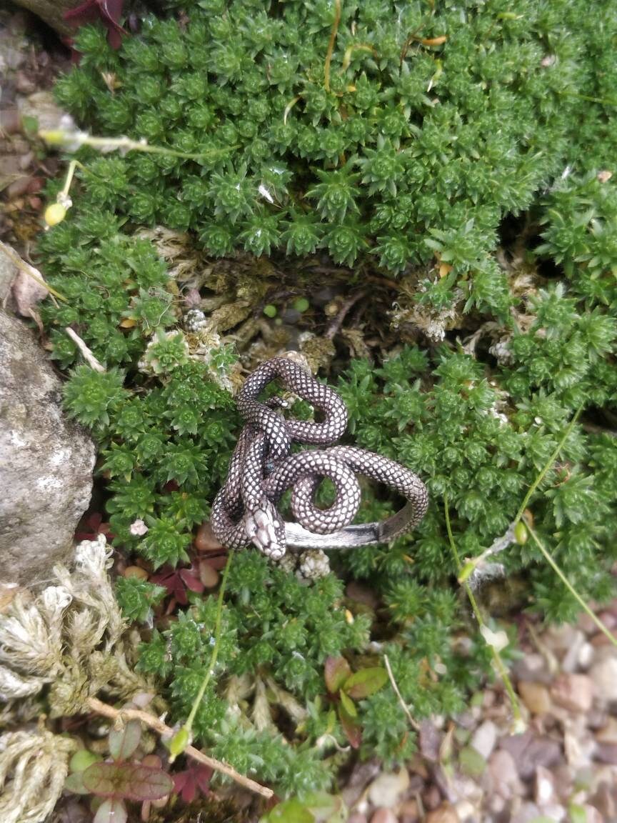 Entwined Snake Ring Small Version