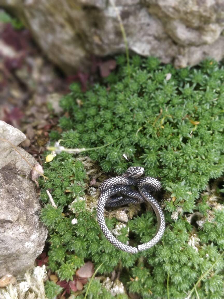 Entwined Snake Ring Small Version