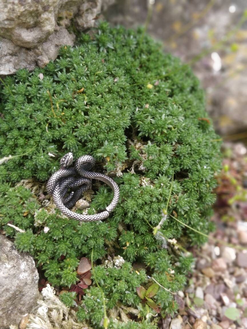 Entwined Snake Ring Small Version